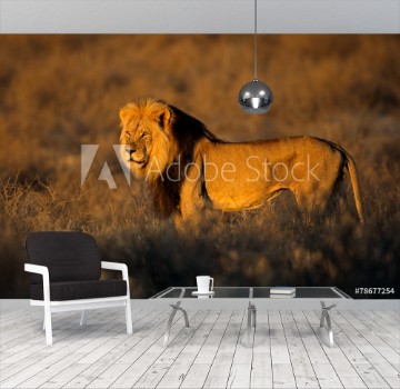 Picture of Big male African lion Kalahari desert